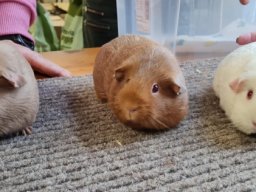 Lingener Kleintiertage November 2024